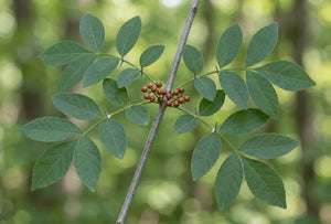 Corteccia di frassino spinoso