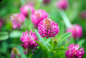 Fiore di trifoglio rosso